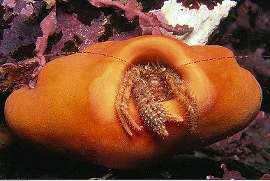 消息称PC版《血源诅咒》初代重制版已经完成开发