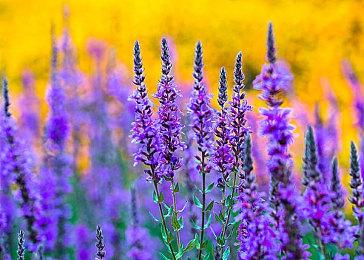 《霍格沃茨之遗》登顶英国实体游戏销量榜