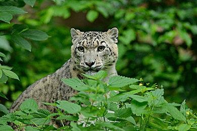 中村育美工作室Unseen注册新商标“Kemuri”